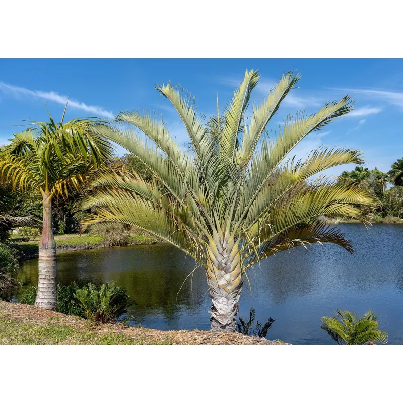 10 TRIANGLE PALM TREE Dypsis Decaryi Rare Tropical from Madagascar Seeds